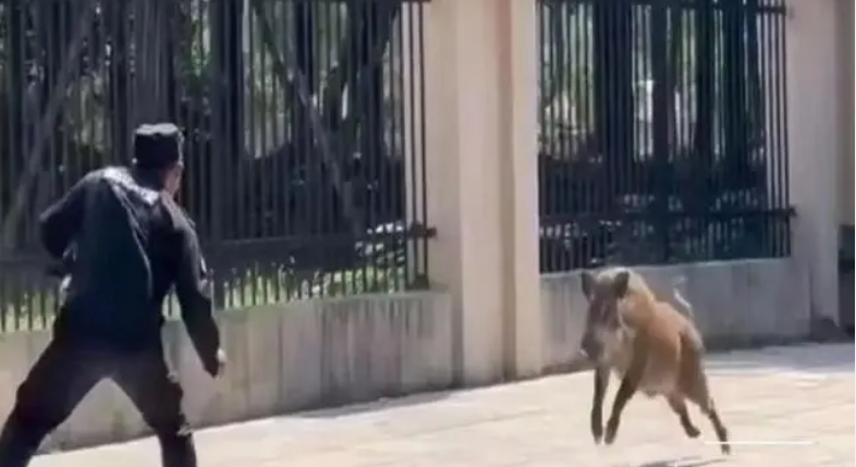 野猪闯进高校，保安赤手空拳正面硬刚